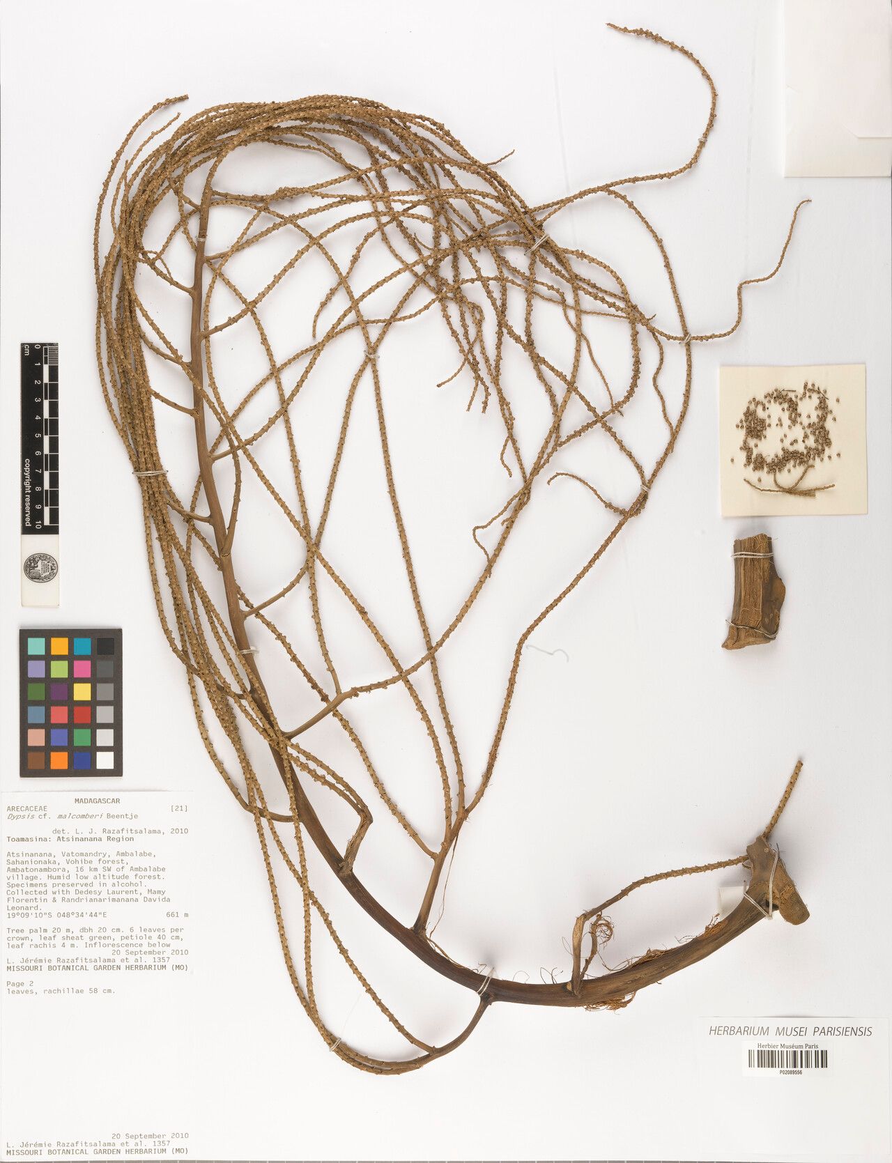 Dypsis malcomberi other