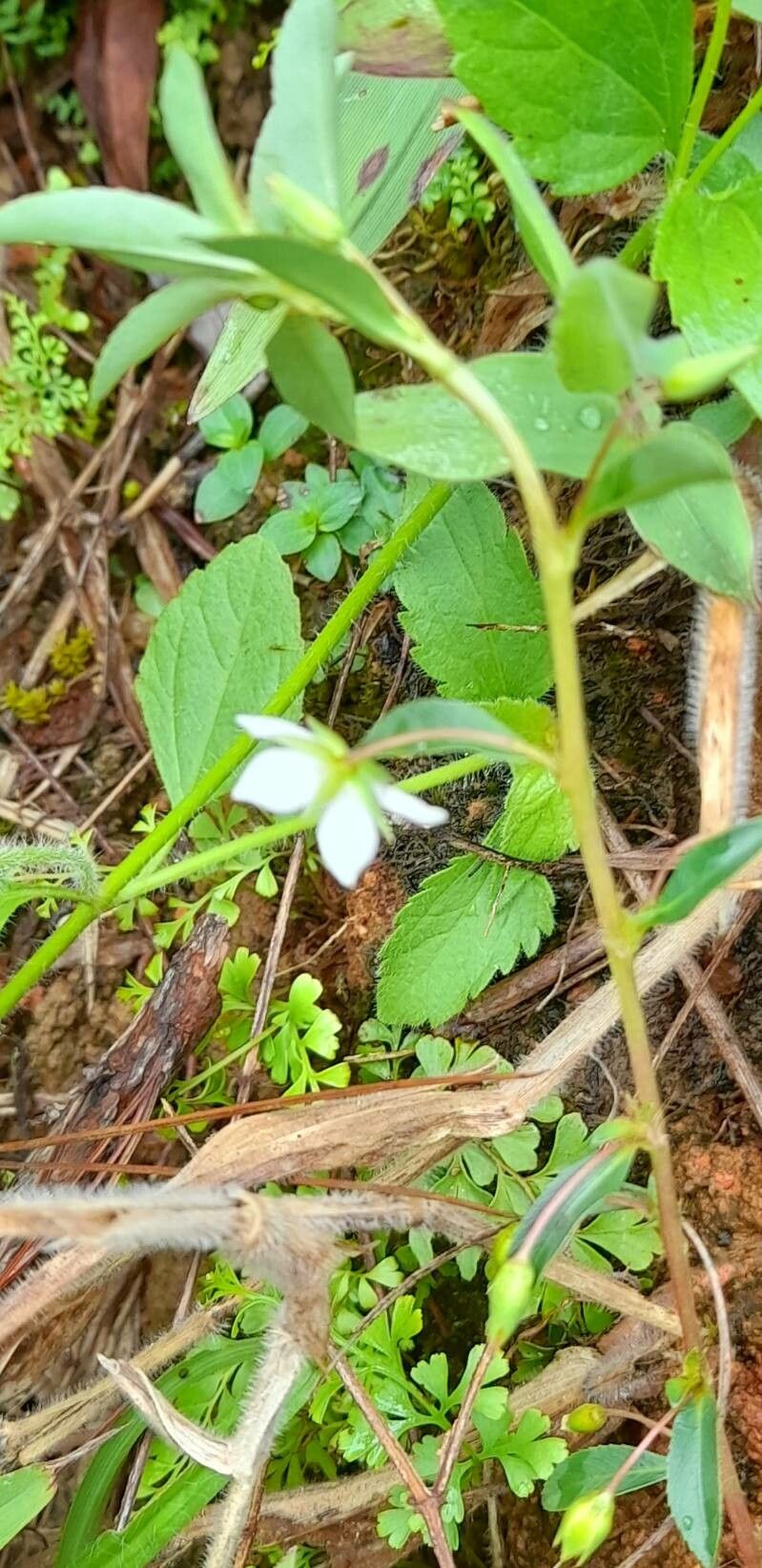 Sauvagesia erecta habit