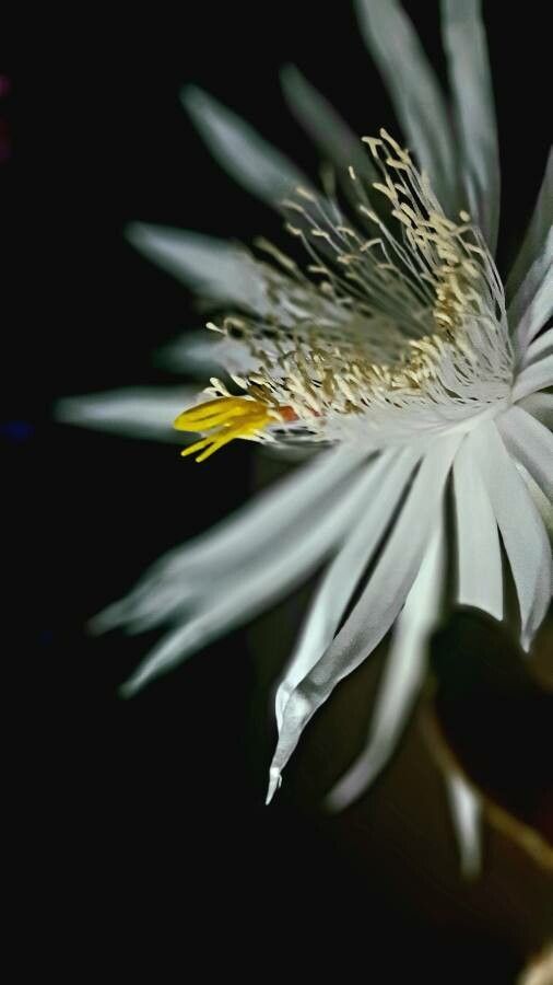 Epiphyllum hookeri flower