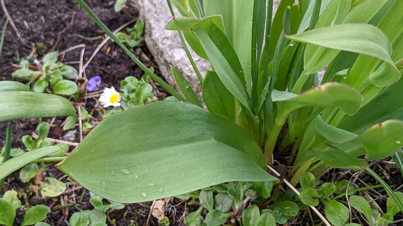 Tulipa praestans — search result for 'Tulipa'