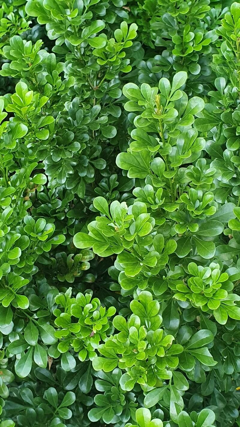 Aglaia odorata — search result for 'Meliaceae'