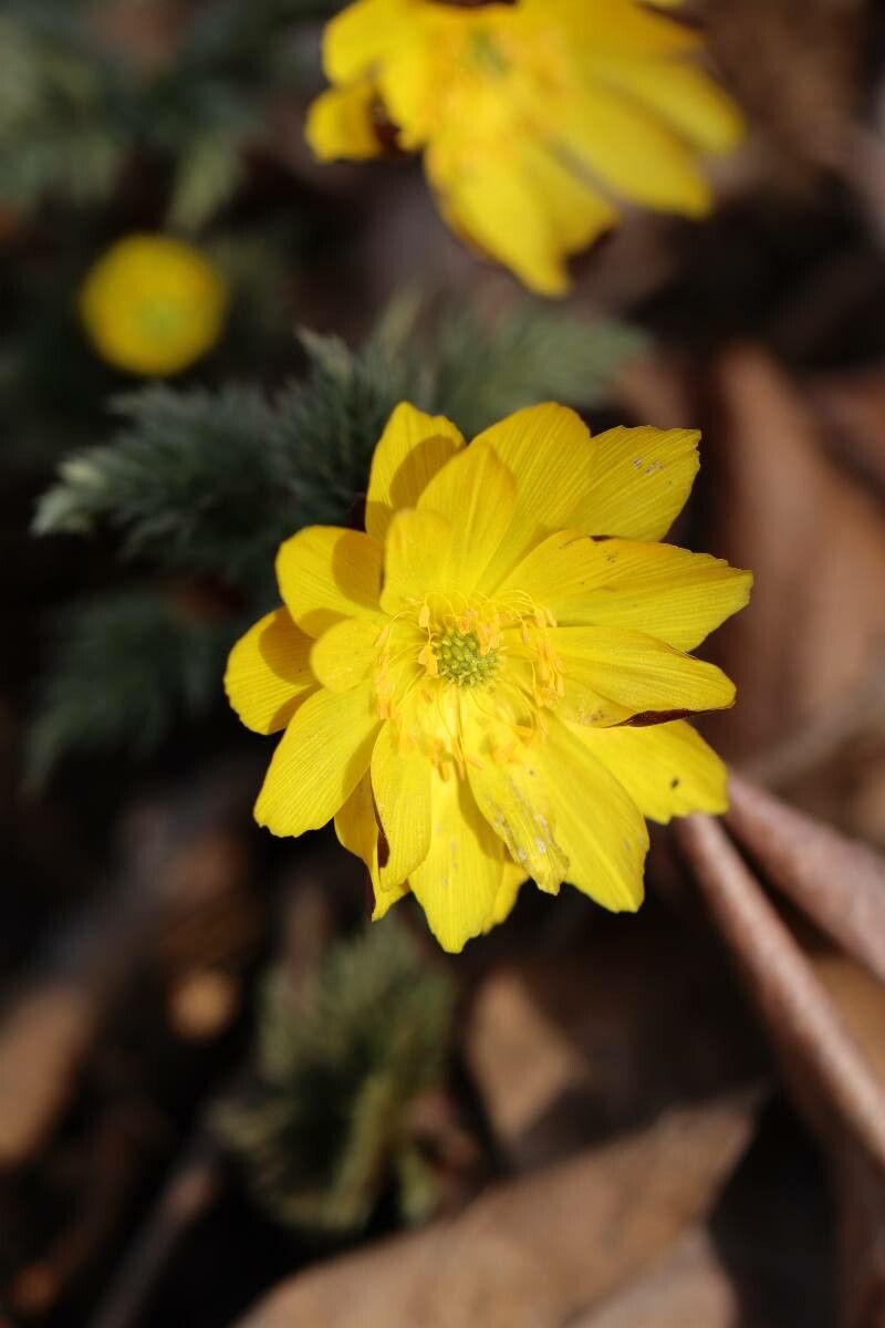 Adonis ramosa — search result for 'Adonis'