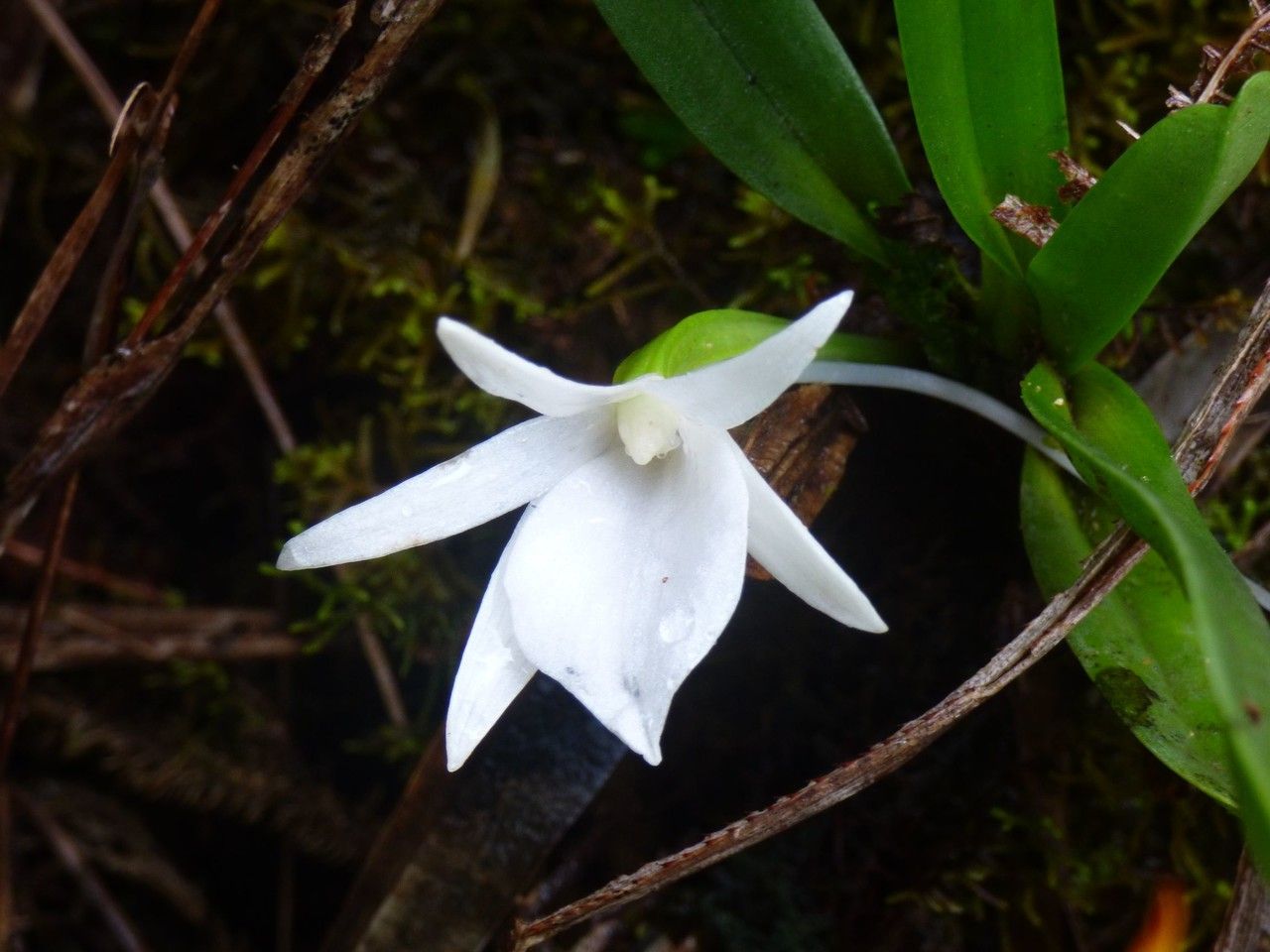 Angraecum borbonicum flower