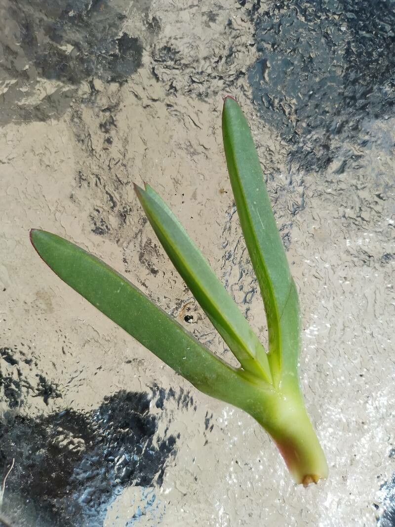 Carpobrotus glaucescens leaf