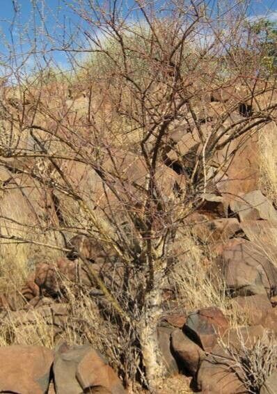 Euphorbia guerichiana — houseplant care guide