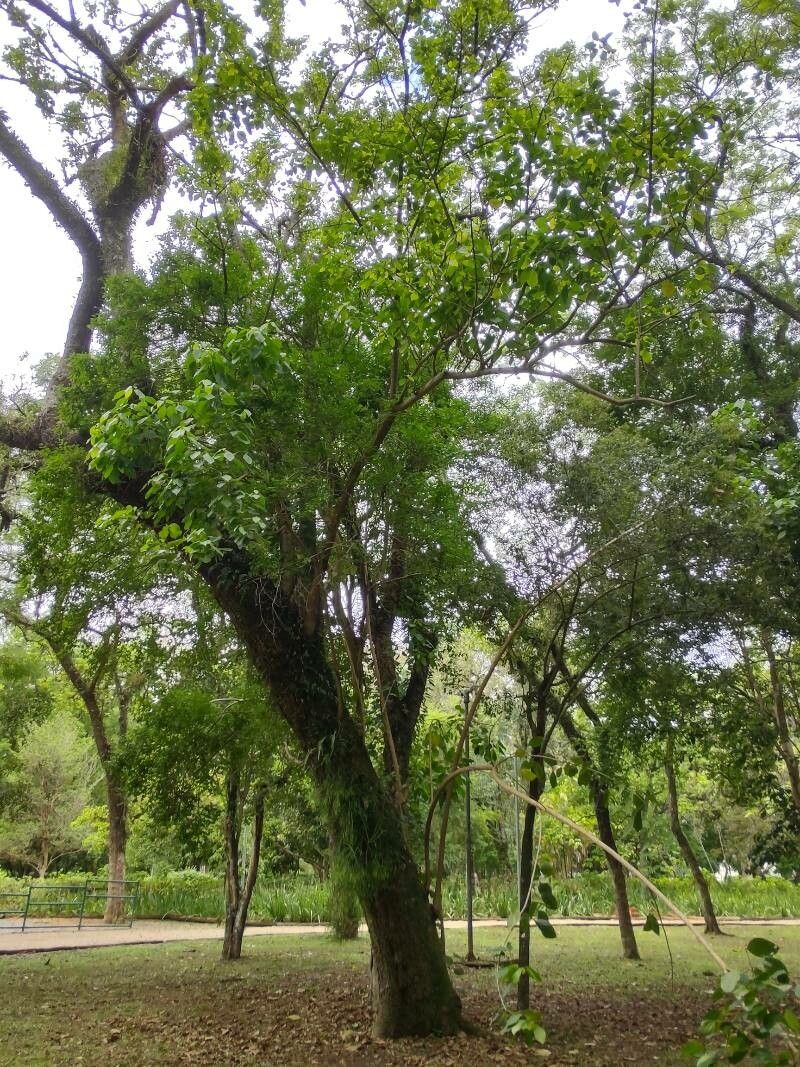 Alchornea glandulosa habit