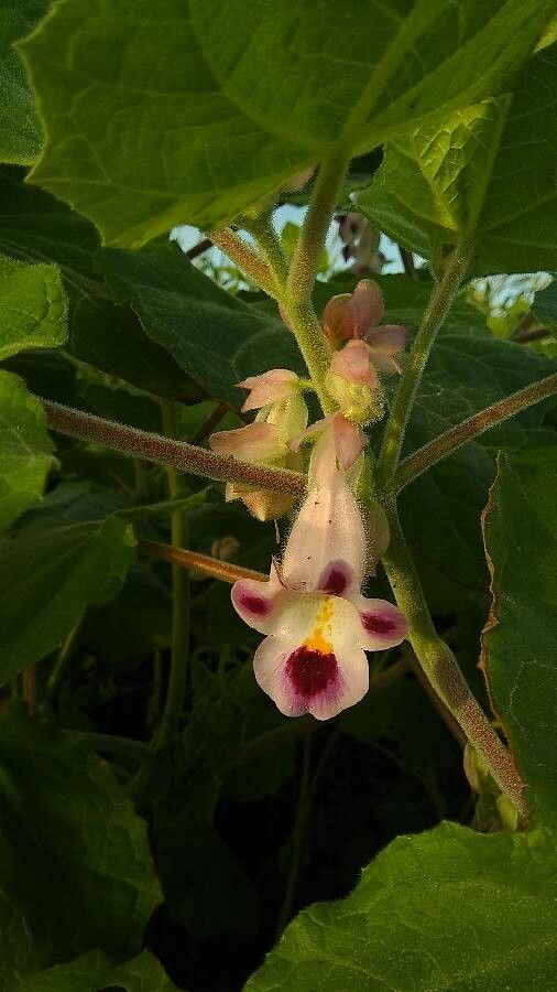 Martynia annua flower