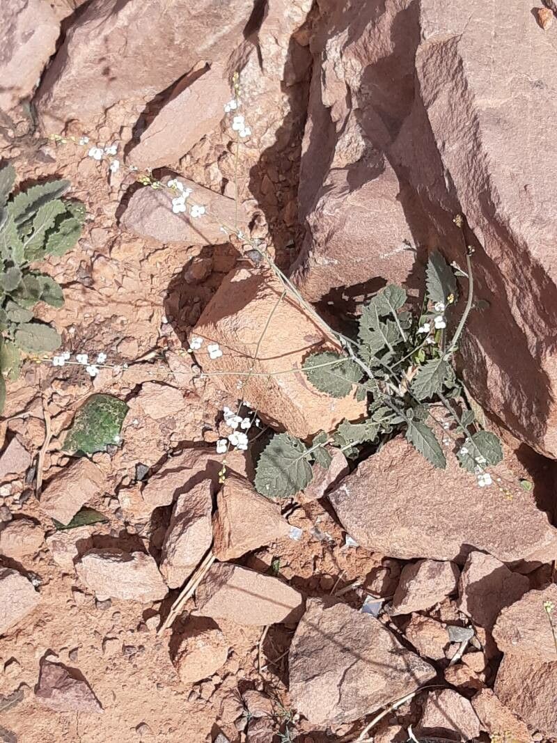 Crambe kralikii — search result for 'Crambe'