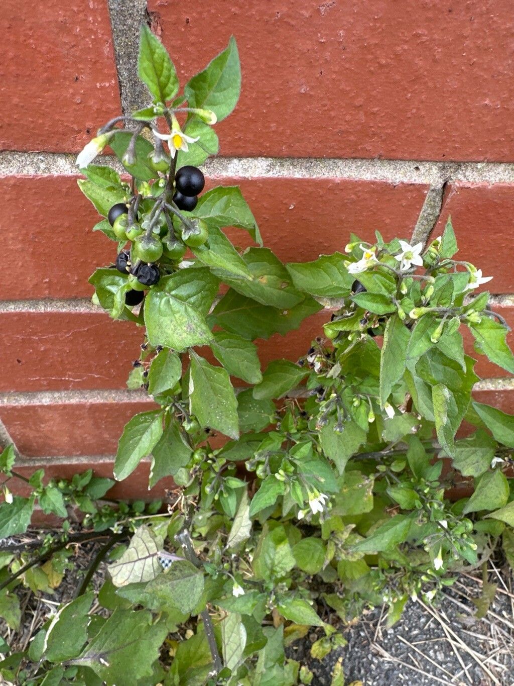 Solanum × procurrens flower