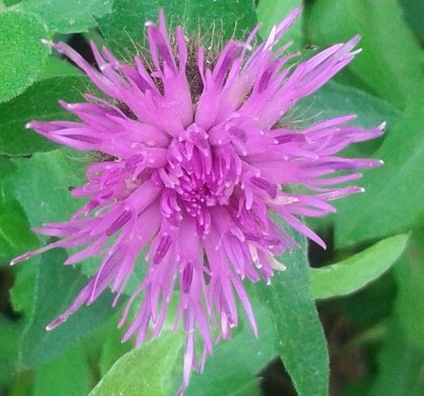 Centaurea jordaniana — houseplant care guide