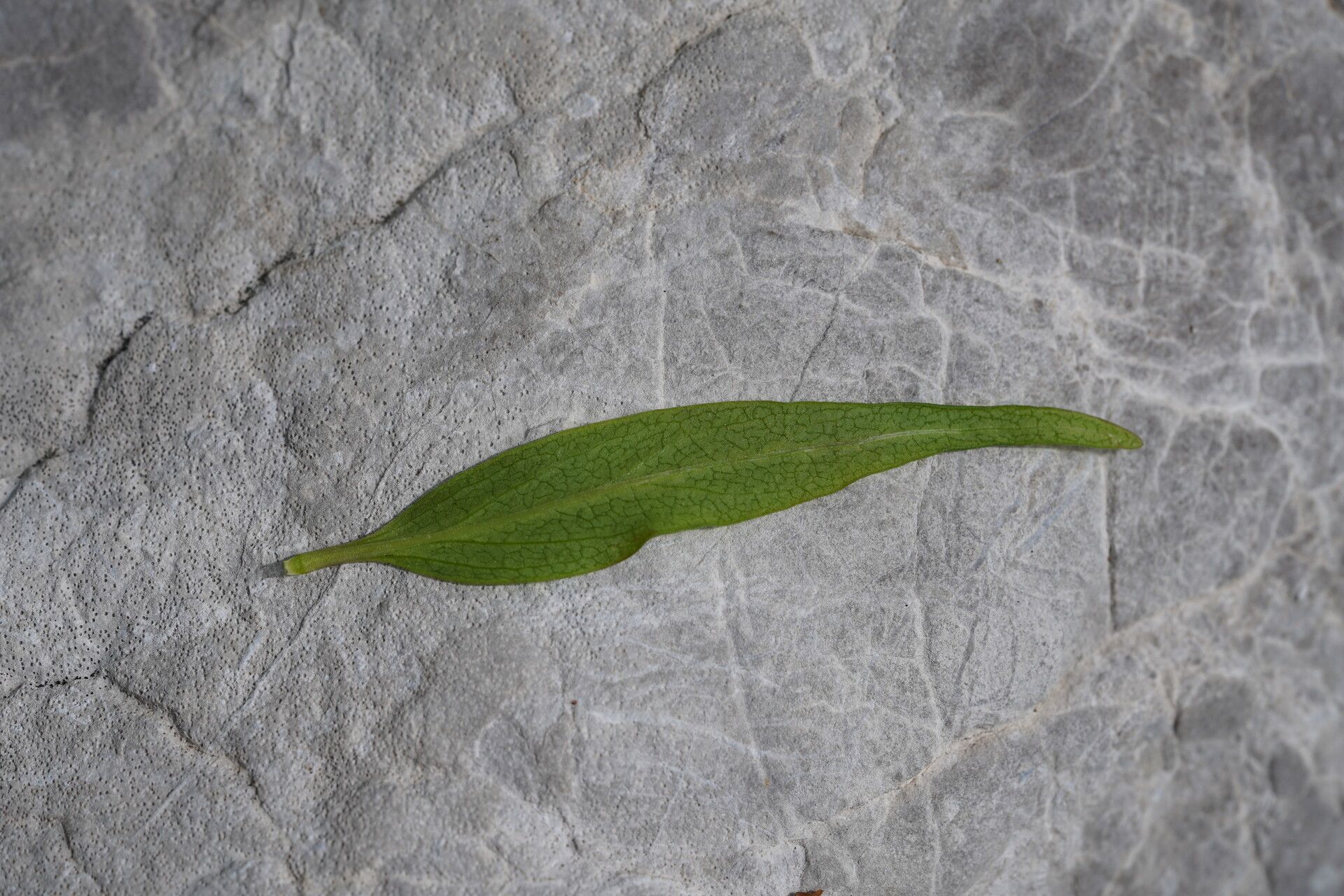 Melampyrum velebiticum — houseplant care guide