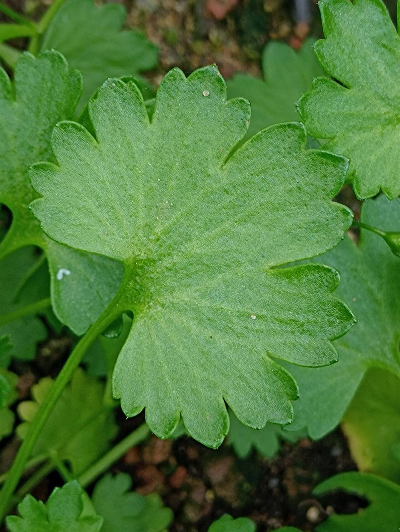 Saxifraga maderensis — houseplant care guide