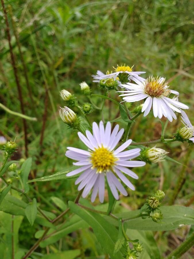 Symphyotrichum prenanthoides flower
