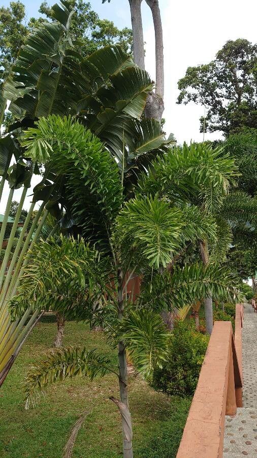 Wodyetia bifurcata leaf