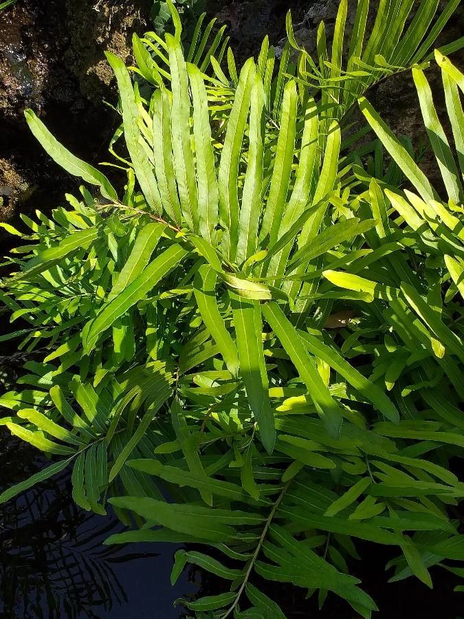 Acrostichum aureum habit