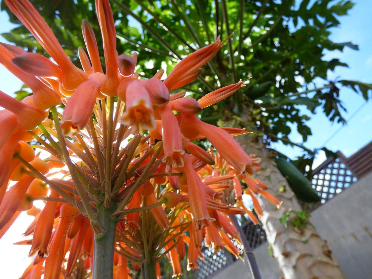 Aloe purpurea flower