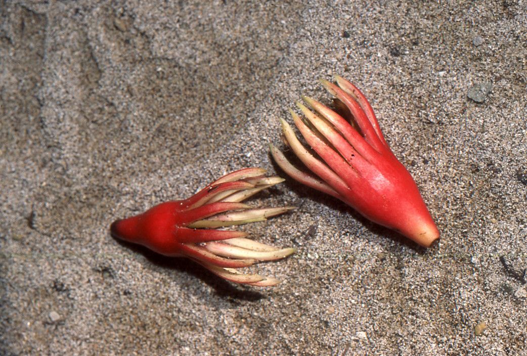 Bruguiera gymnorhiza flower