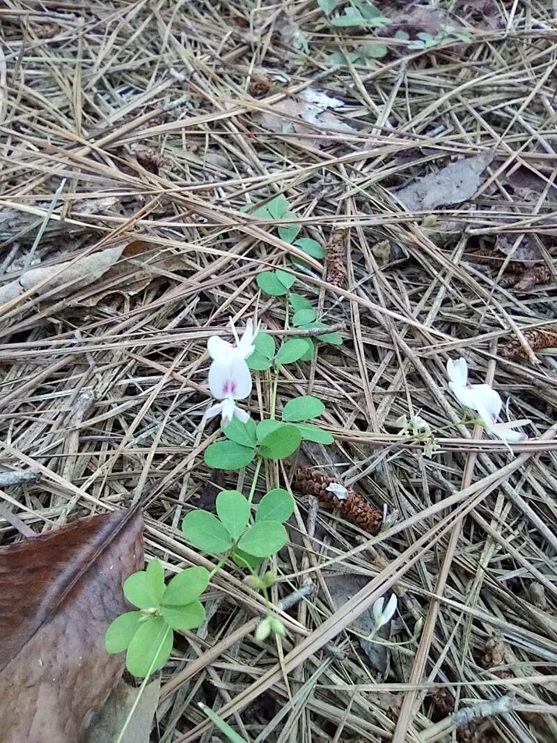 Lespedeza procumbens flower