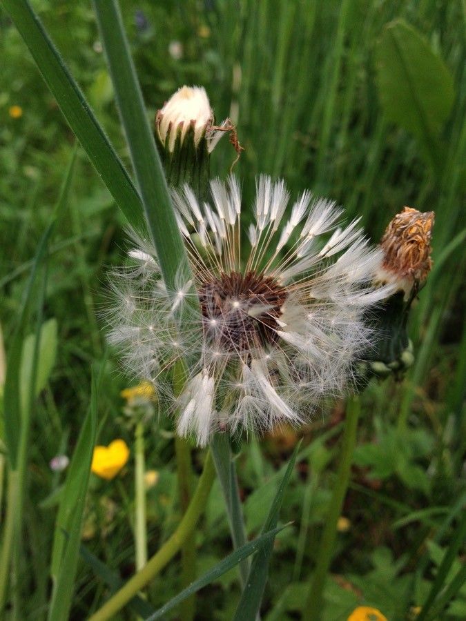 Taraxacum campylodes flower