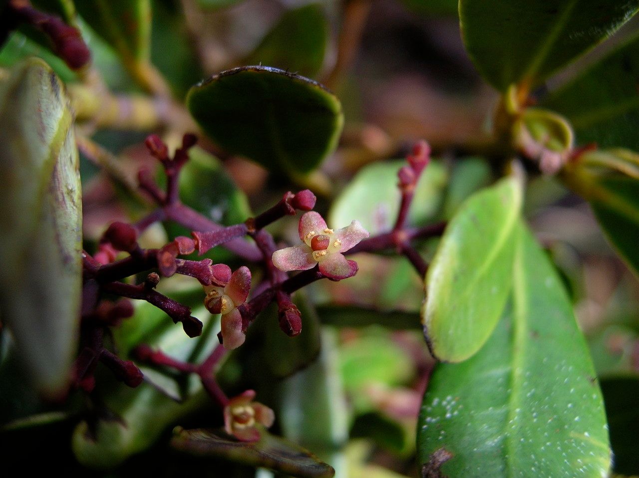 Zygogynum tanyostigma flower
