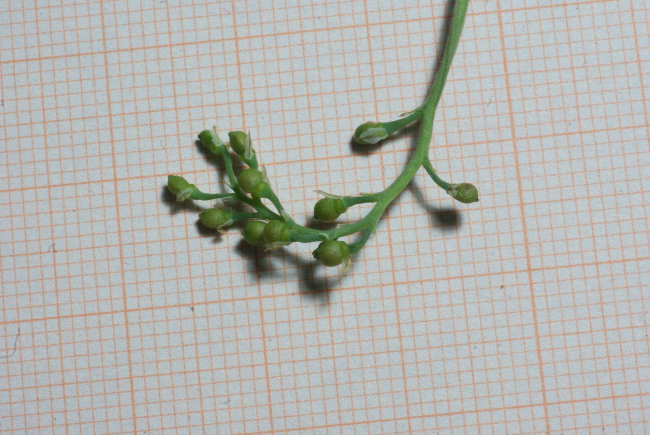 Fumaria bicolor fruit