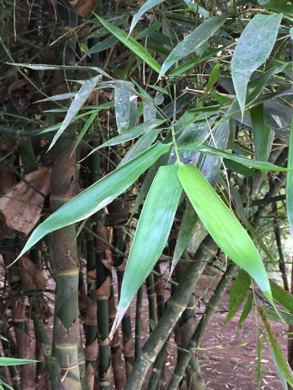 Guadua aculeata other