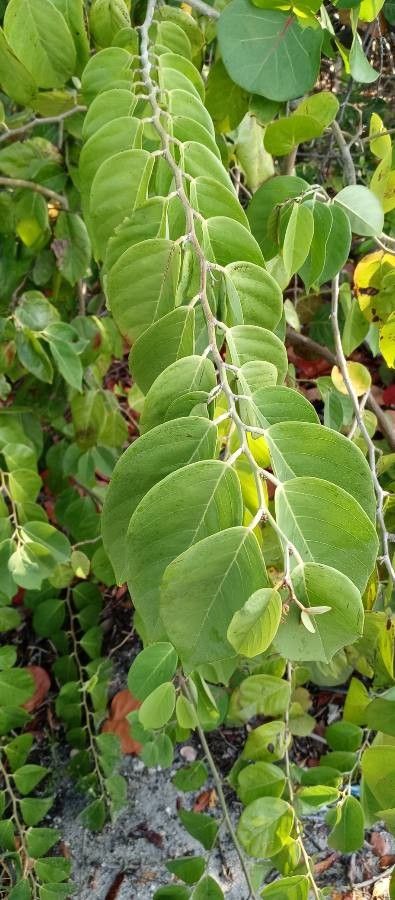 Dalbergia ecastaphyllum — search result for 'Dalbergia'