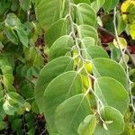 Dalbergia ecastaphyllum