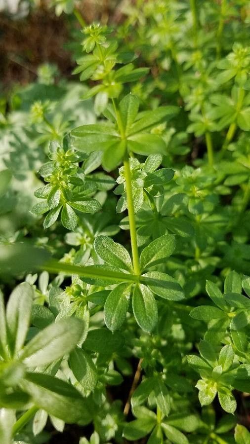 Galium mollugo — search result for 'Rubiaceae'