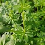 Galium mollugo
