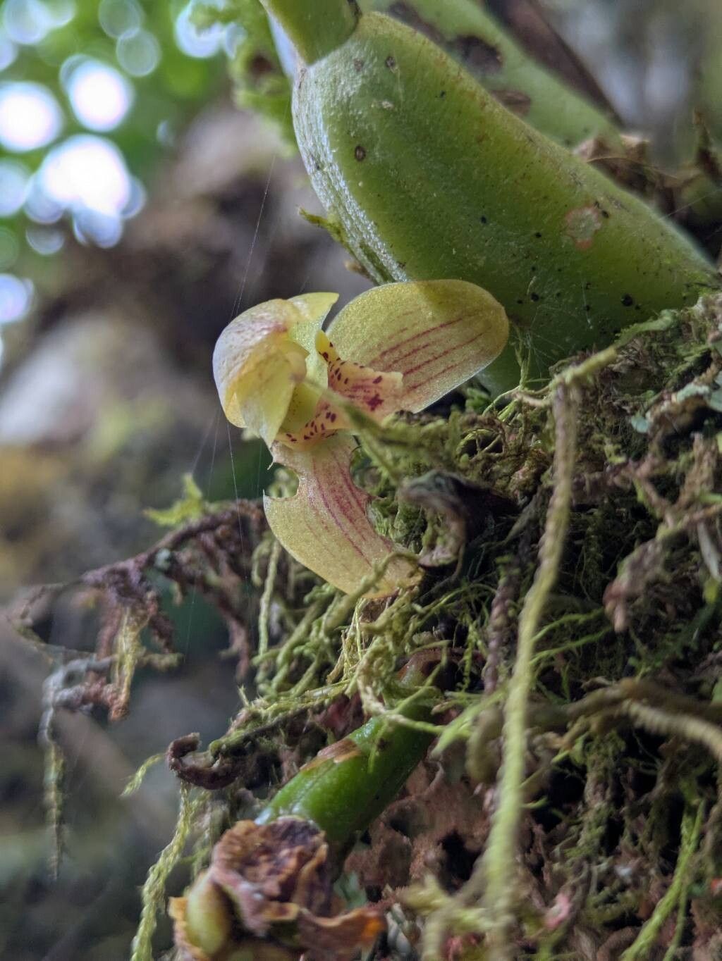 Maxillaria sanantonioensis — houseplant care guide