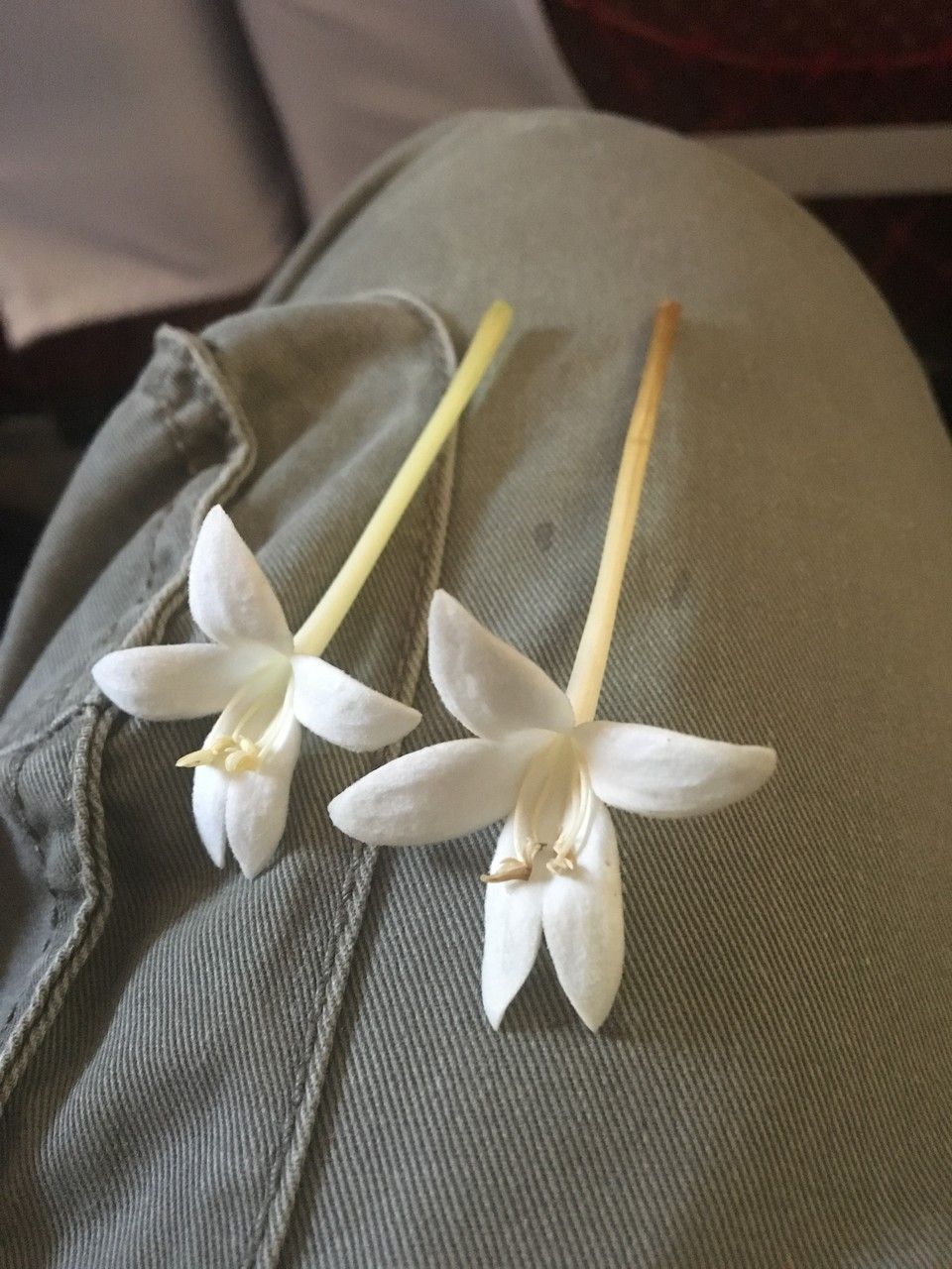 Millingtonia hortensis flower