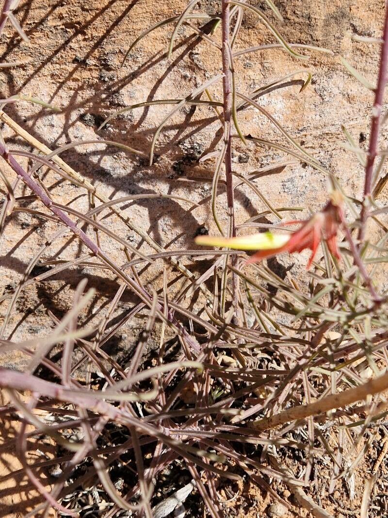 Castilleja linariifolia — search result for 'Orobanchaceae'
