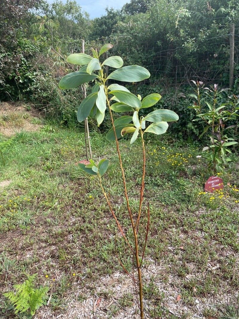 Acacia obliquinervia leaf