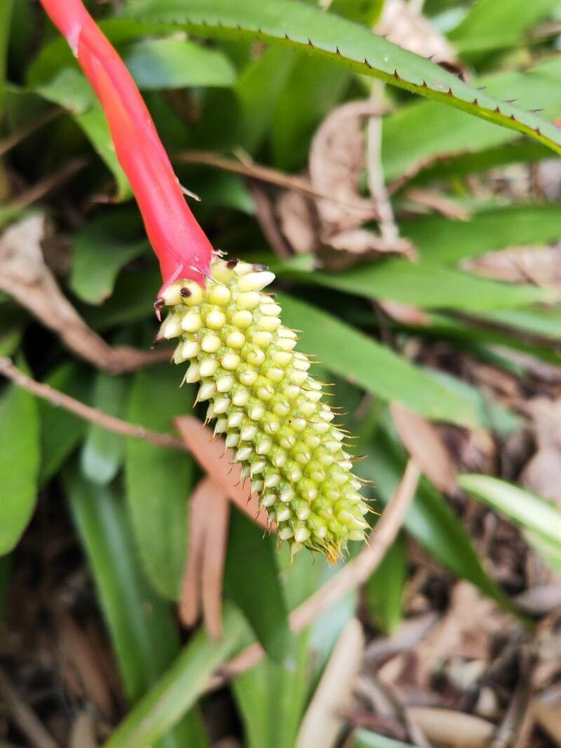 Aechmea triangularis flower