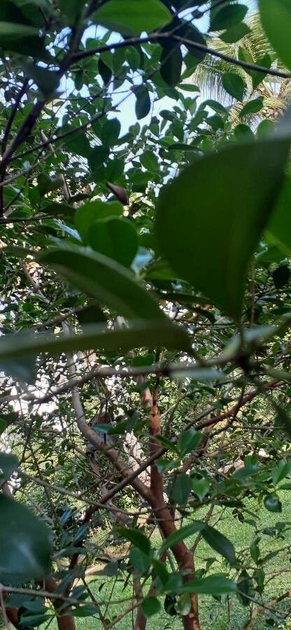 Psidium friedrichsthalianum leaf