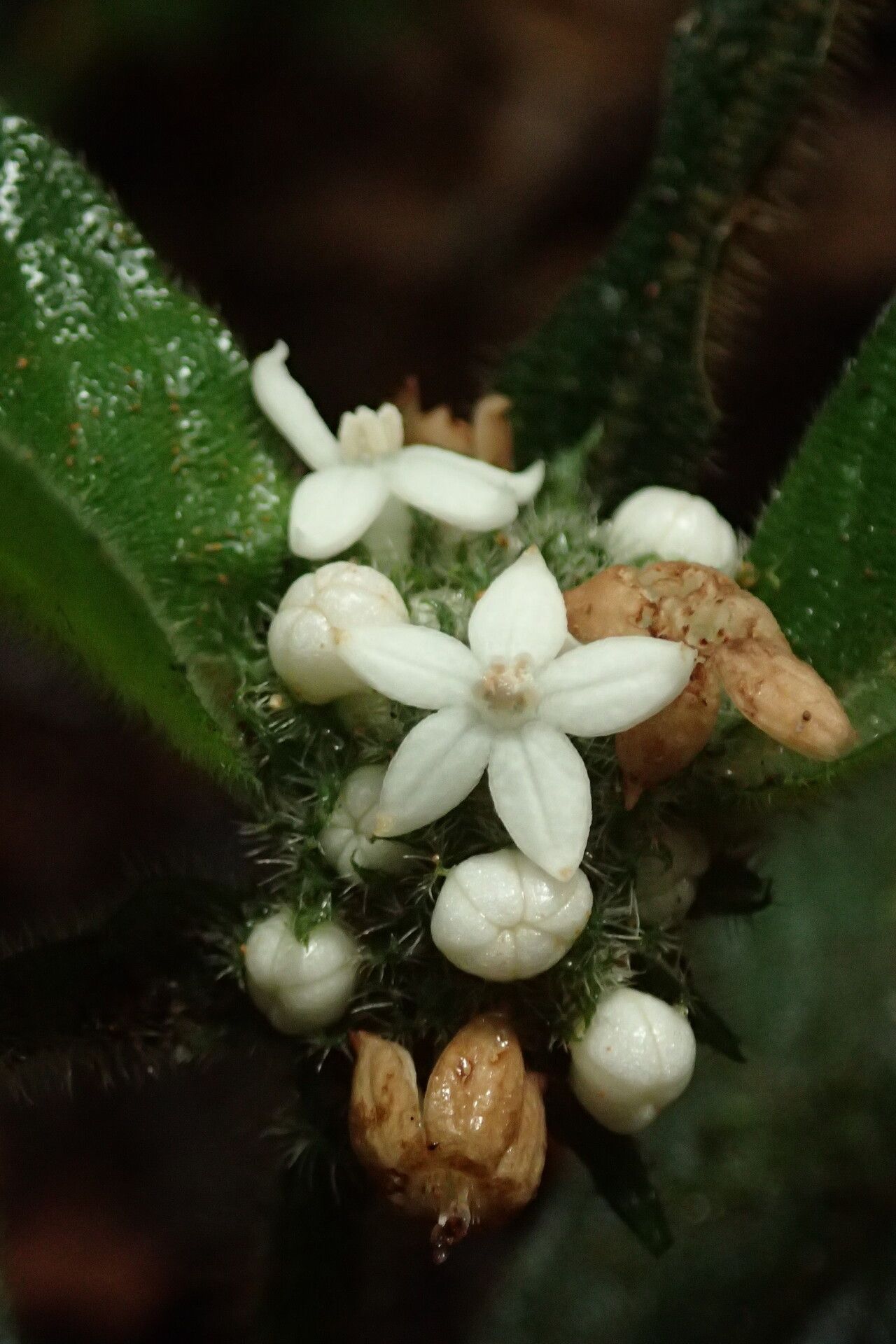 Psychotria hexamera flower