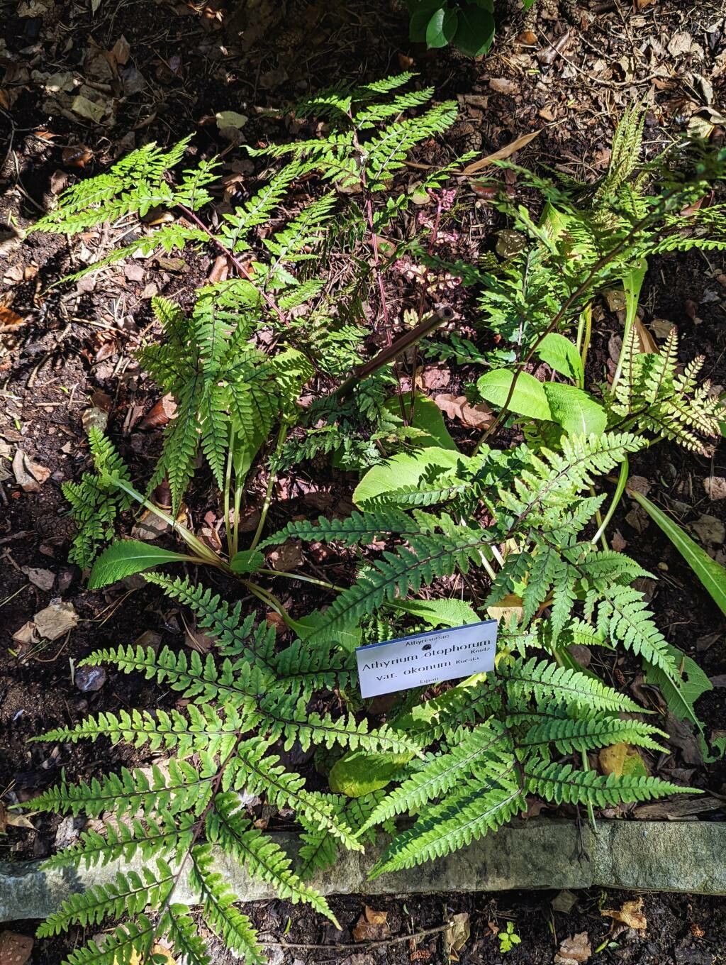 Athyrium otophorum habit
