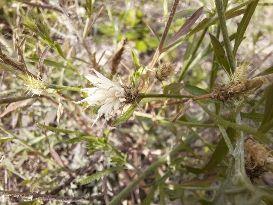Centaurea diffusa flower
