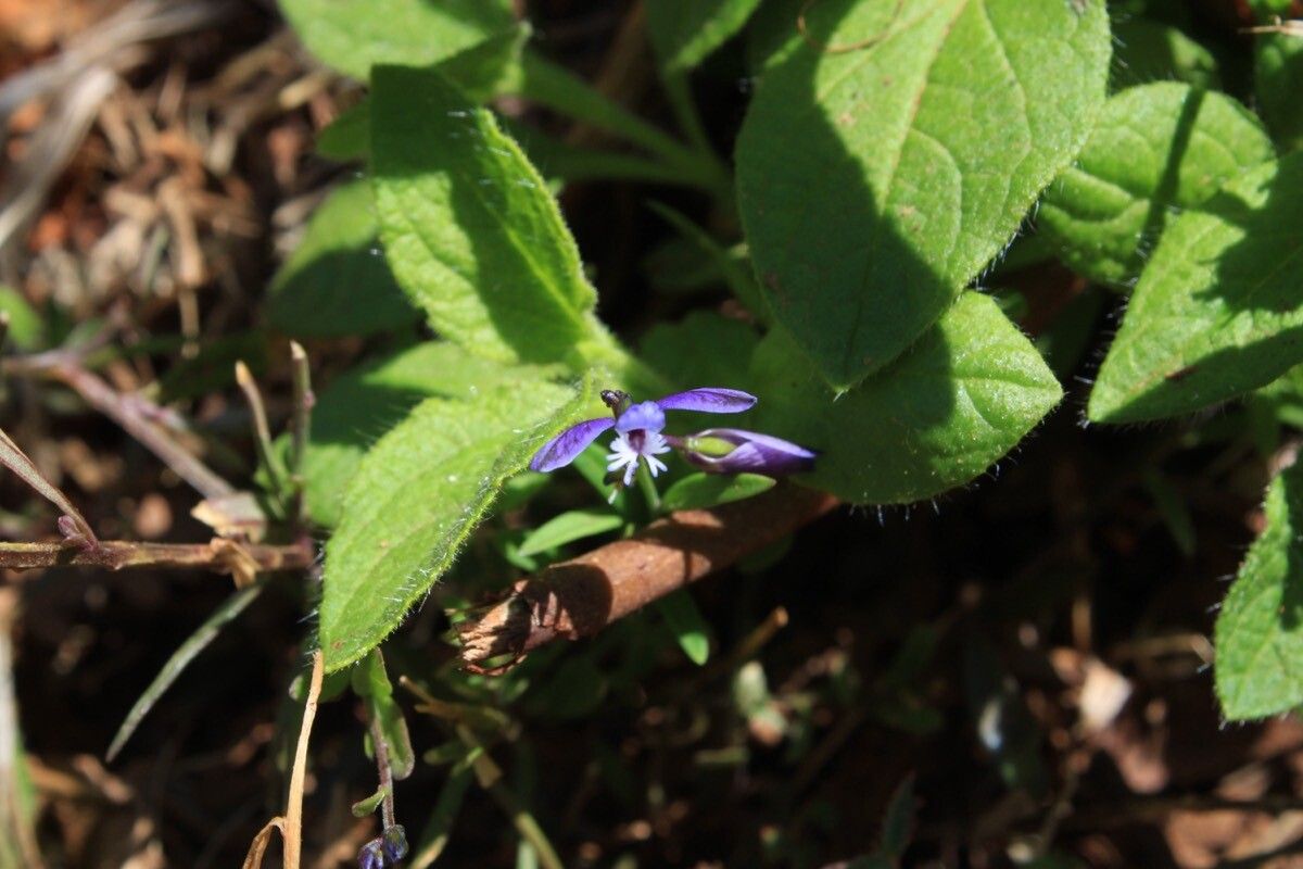 Polygala baetica flower