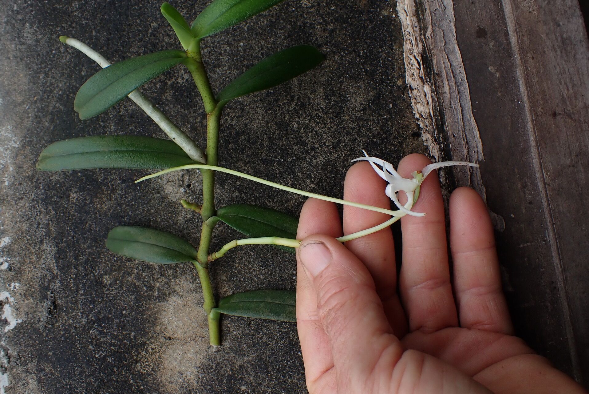 Jumellea stenoglossa flower