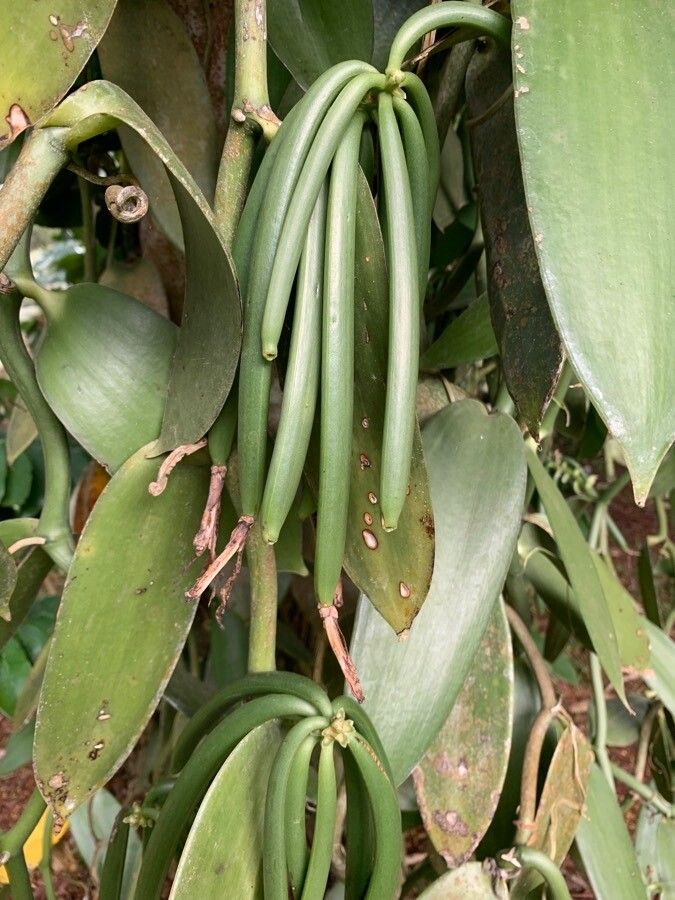 Vanilla planifolia fruit