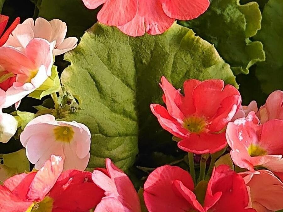 Primula obconica — search result for 'Primulaceae'