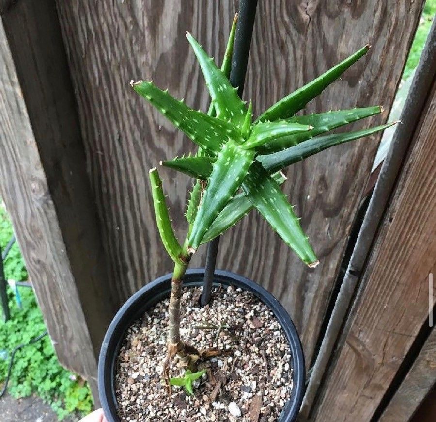Aloe morijensis — houseplant care guide