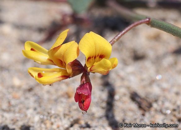 Acmispon prostratus flower