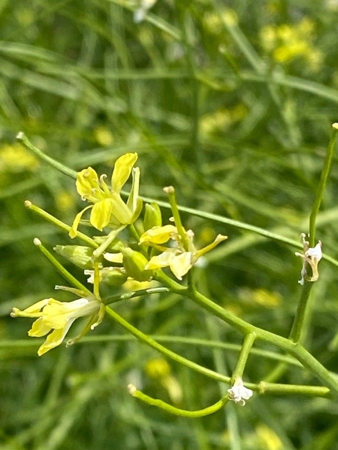 Sisymbrium altissimum flower