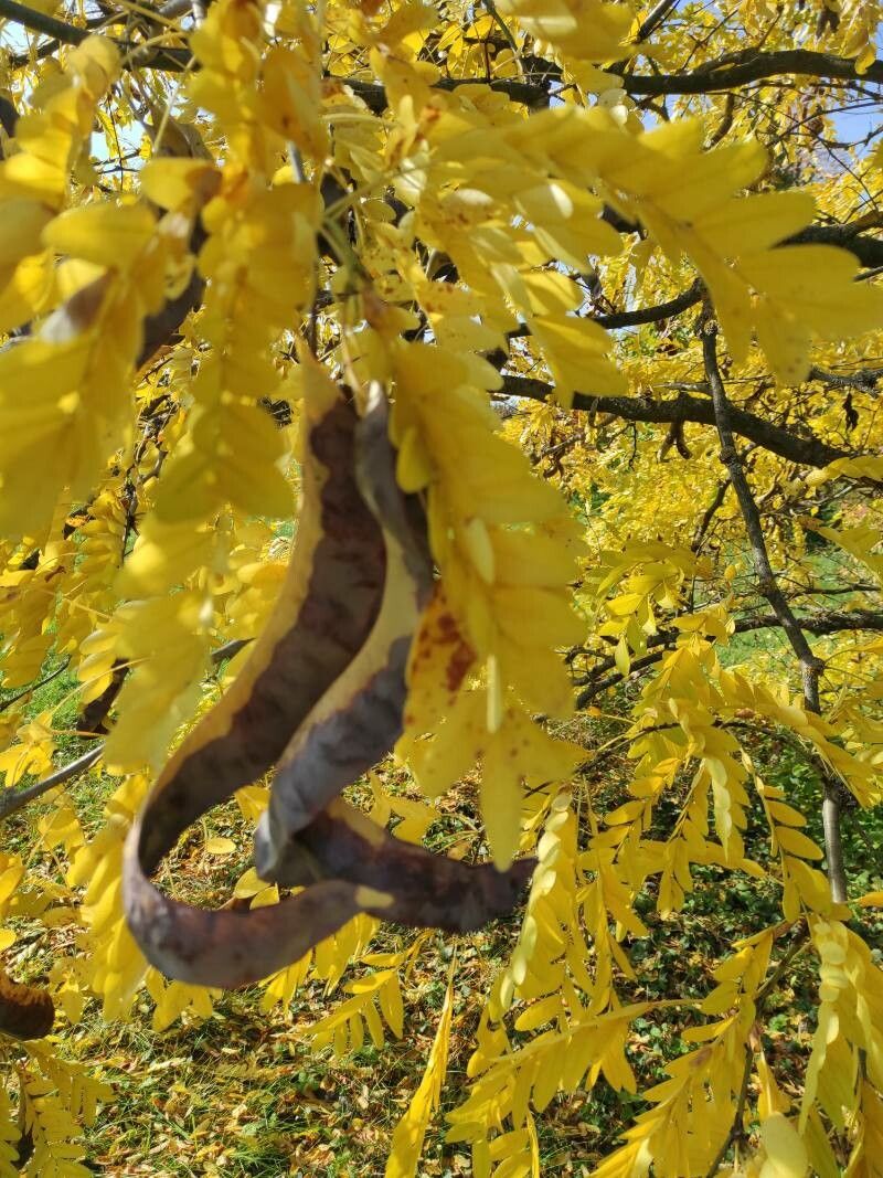 Gleditsia japonica fruit