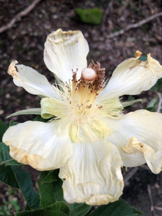 Luehea candida flower