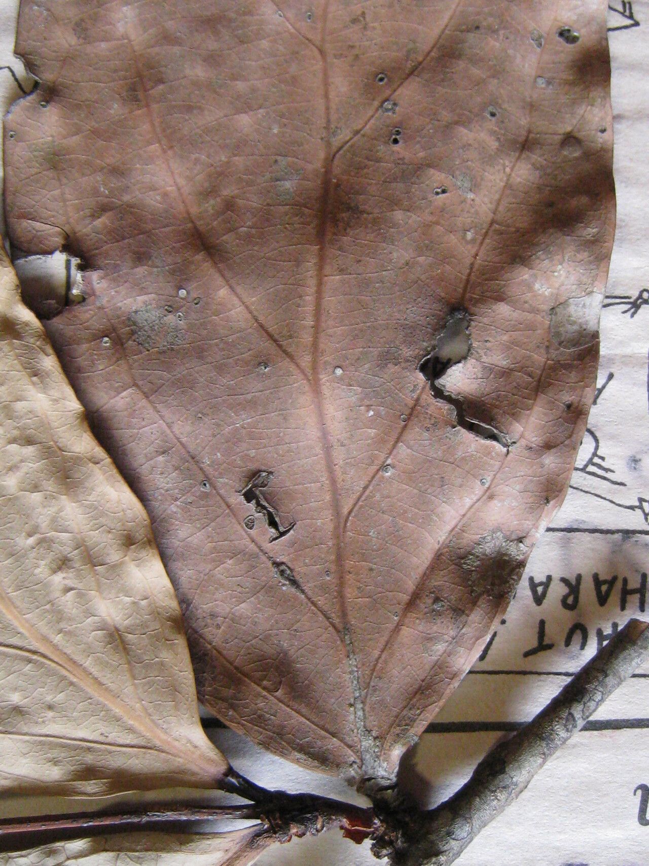 Licania affinis other