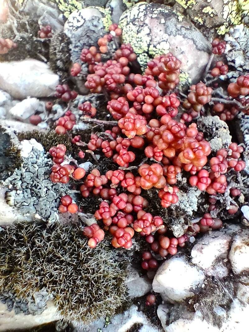 Sedum andegavense fruit